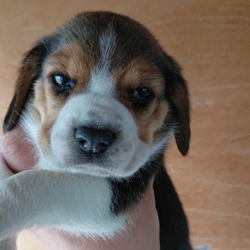 ビーグル【福島県・男の子・2022年5月5日・ブラックタン&ホワイト】の写真「こどもの日産まれです」