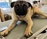 パグ【福島県・男の子・2021年8月9日・フォーン】の写真1