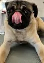 パグ【福島県・男の子・2021年8月9日・フォーン】の写真2