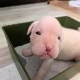 ボクサー