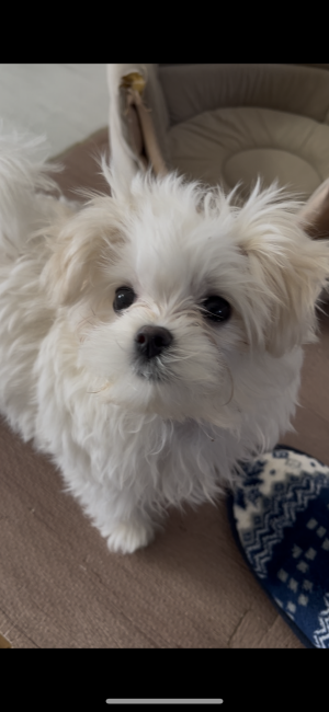 将来の看板犬ゆきちゃん🐶｜濱田　美智子(はまだ　みちこ)ブリーダー(滋賀県・マルチーズなど・JKC登録)の紹介写真6