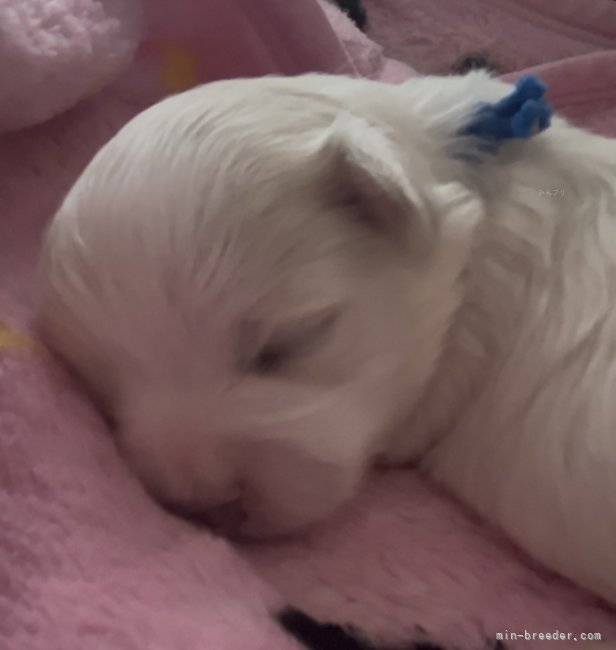 濱田美智子ブリーダーのブログ：スクスク成長中🐶🐾