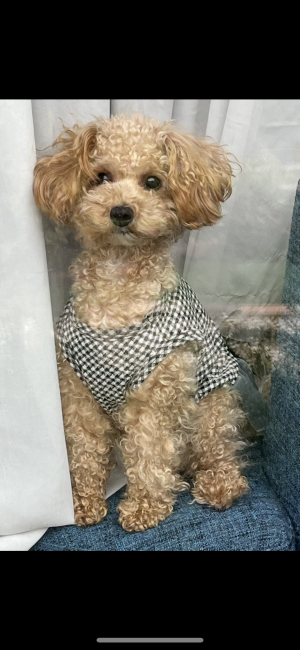 濱田美智子ブリーダーのブログ：ルルちゃんご懐妊🐶