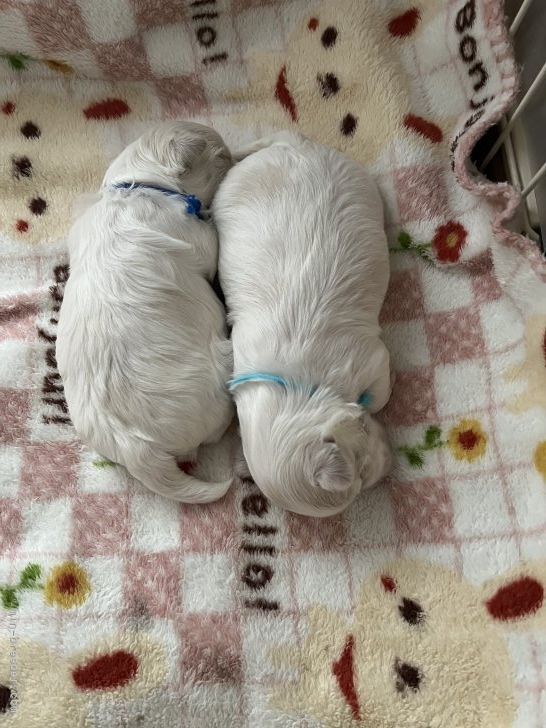 濱田美智子ブリーダーのブログ：開眼までもう少し🐶