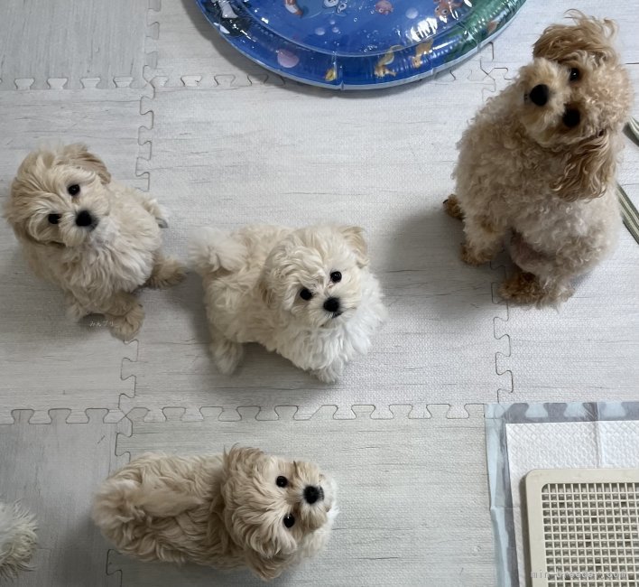 濱田美智子ブリーダーのブログ：ルルちゃんベビー三姉妹の長女ちゃん🐶