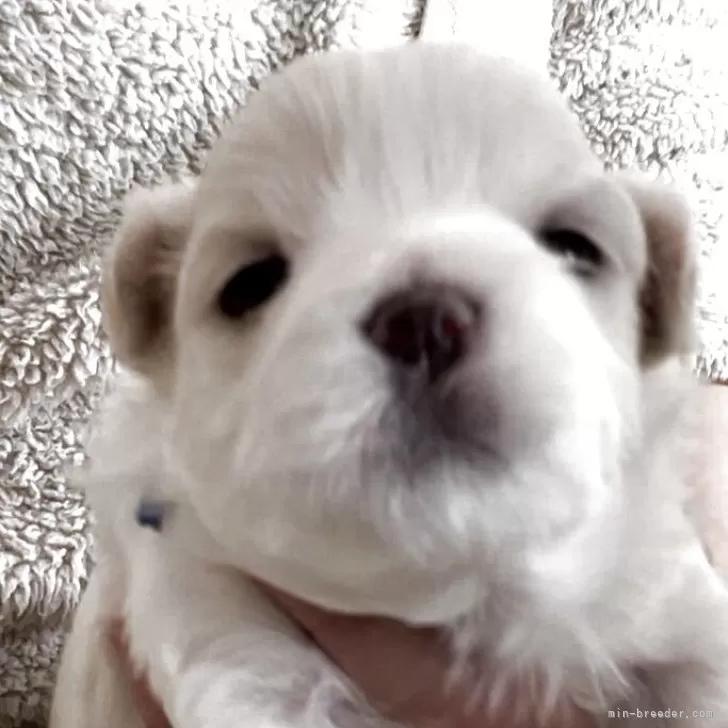 マルチーズ【滋賀県・男の子・2025年11月25日・ホワイト】の写真1「可愛い長男くん🐶」