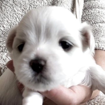 マルチーズ【滋賀県・男の子・2025年11月25日・ホワイト】の写真「ポテポテまんまるな次男くん🐶」