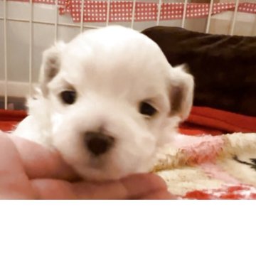 マルチーズ【滋賀県・男の子・2025年11月25日・ホワイト】の写真「可愛い長男くん🐶」