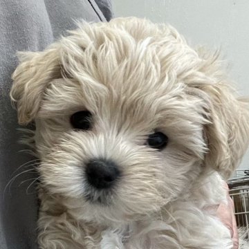 マルプー(マルチーズ×トイプードル)【滋賀県・女の子・2025年6月16日・アプリコット】の写真「マズルの詰まった小ぶりな可愛い女の子🐶」