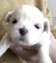 マルチーズ【滋賀県・男の子・2025年11月25日・ホワイト】の写真2