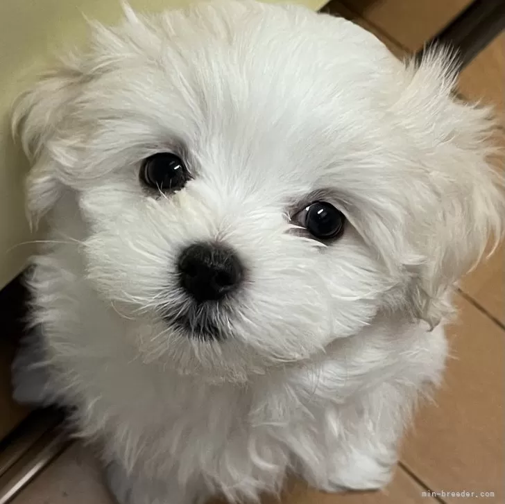クッキー 様のお迎えした子犬