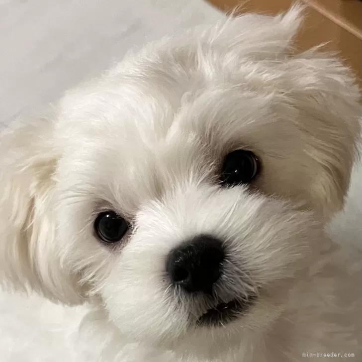 K.M 様のお迎えした子犬