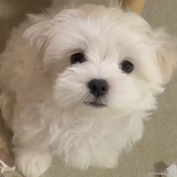 みにい 様のお迎えした子犬