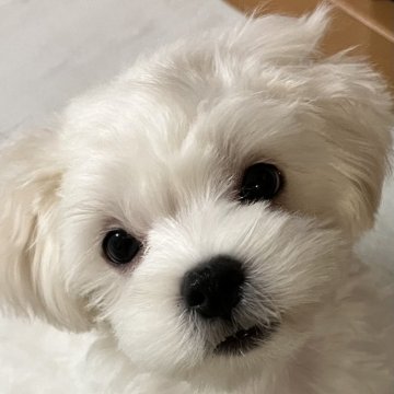 マルチーズ【滋賀県・男の子・2024年7月15日・ホワイト】の写真「長男くん🐶」