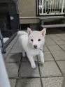 柴犬(標準サイズ)【熊本県・女の子・2024年10月19日・白】の写真10