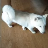 柴犬(標準サイズ)【熊本県・女の子・2024年10月19日・白】の写真5