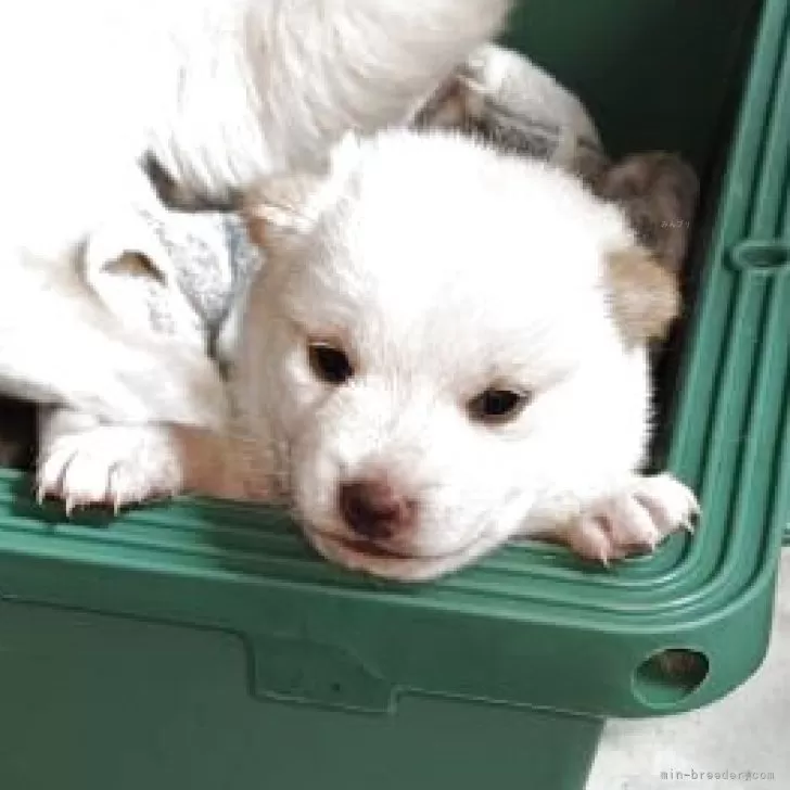 ID:2508-01063の子犬