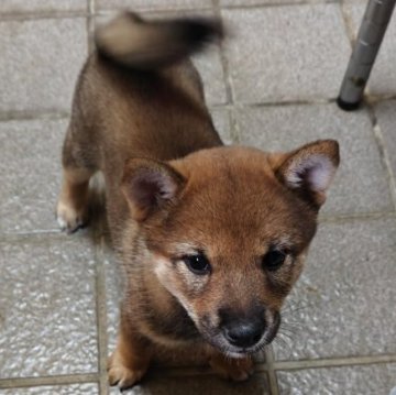柴犬(標準サイズ)【熊本県・女の子・2025年6月24日・赤胡麻】の写真「黒毛が多めの女の子」