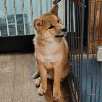 柴犬(標準サイズ)【熊本県・女の子・2025年6月24日・赤】の写真「可愛い赤毛の女の子」