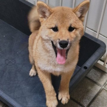 柴犬(標準サイズ)【熊本県・女の子・2025年6月24日・赤】の写真「笑顔がカワイイ女の子」