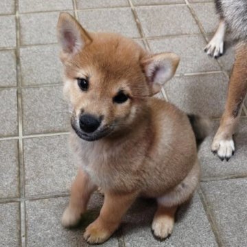 柴犬(標準サイズ)【熊本県・男の子・2025年6月24日・赤】の写真「小柄なイケメン男の子」