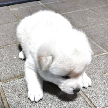 柴犬(標準サイズ)【熊本県・女の子・2025年5月12日・白】の写真「白柴両親から生まれた白柴ちゃん！」