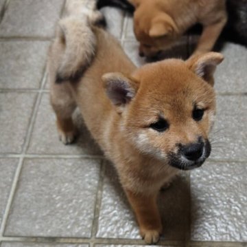 柴犬(標準サイズ)【熊本県・女の子・2025年6月24日・赤】の写真「スタイル抜群女の子」