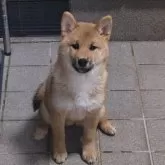 柴犬(標準サイズ)