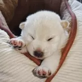 柴犬(標準サイズ)【熊本県・女の子・2025年5月12日・白毛】の写真1「体重950g」
