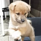 豆柴