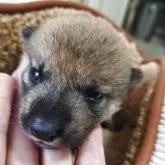 柴犬(標準サイズ)【熊本県・男の子・2025年6月24日・赤】の写真7