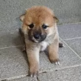 柴犬(標準サイズ)【熊本県・男の子・2025年6月24日・赤】の写真4