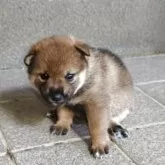 柴犬(標準サイズ)【熊本県・女の子・2025年6月24日・胡麻豆柴】の写真8
