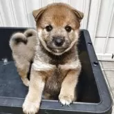 柴犬(標準サイズ)【熊本県・女の子・2025年6月24日・胡麻豆柴】の写真9