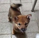 柴犬(標準サイズ)【熊本県・女の子・2025年6月24日・胡麻豆柴】の写真2