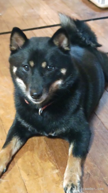 柴犬(標準サイズ)【・女の子・2022年5月9日・黒毛】