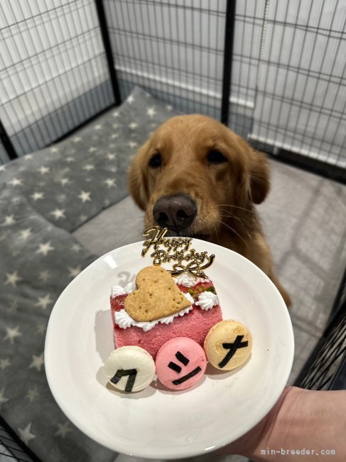 原田留美ブリーダーのブログ：お誕生日おめでとう🎁