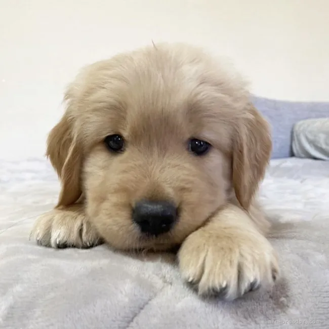 ID：2202-04178の子犬