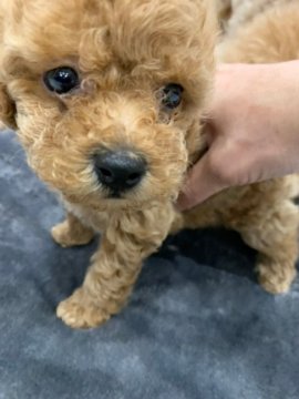 トイプードル(トイ)【福岡県・女の子・2023年4月26日・カフェオレ】の写真「サニーちゃん💕
カフェオレ色の可愛い女の子」