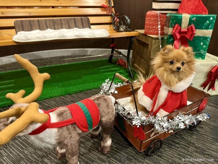 栗原隆之助ブリーダーのブログ：🎄おこげちゃん❤️お迎え後の可愛いご報告🎄✨🎁