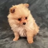 ポメラニアン【静岡県・女の子・2025年3月13日・オレンジ】の写真10