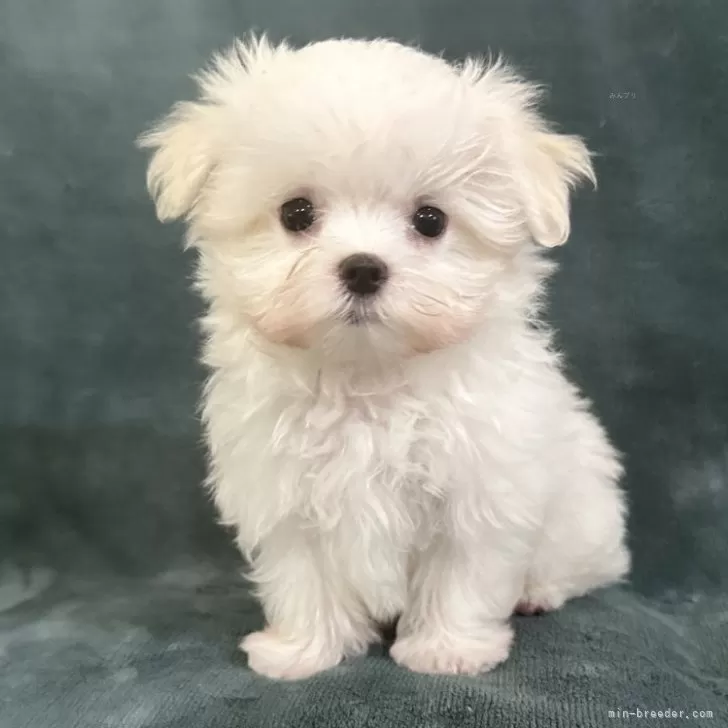 ID:2507-08286の子犬