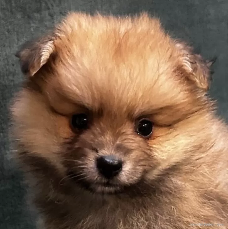 ID:2412-00624の子犬