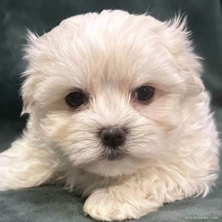 ID：2411-02542の子犬