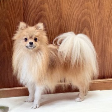 ポメラニアン【静岡県・女の子・2024年10月13日・オレンジセーブル】の写真「お留守も大丈夫✨躾も出来てます☺️お世話も楽々」