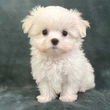 マルチーズ【静岡県・男の子・2025年6月16日・ホワイト】の写真「良く食べ毎日元気いっぱい兄弟と遊んでます」