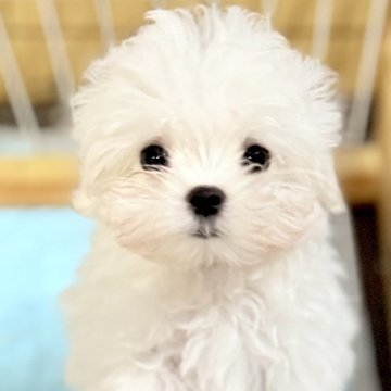 マルチーズ【静岡県・男の子・2025年6月16日・ホワイト】の写真「元気いっぱいでとても人懐こいです✨️」