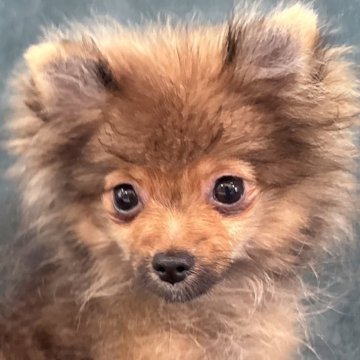 ポメラニアン【静岡県・男の子・2025年6月14日・オレンジ】の写真「遊ぶのが大好きな子🐒猿期大幅値下げ致しました❣️」