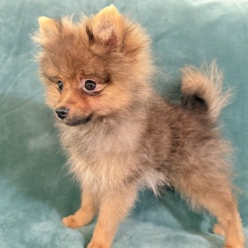 ポメラニアン【静岡県・男の子・2025年6月14日・オレンジ】の写真「とっても甘えん坊❣️猿期🐒突入の為🉐大幅値下げ」