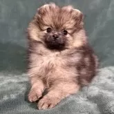 ポメラニアン